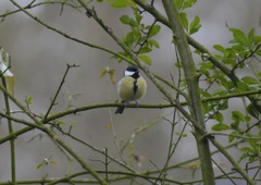 Parus major