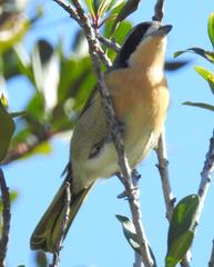 Telophorus olivaceus