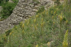 Eremurus spectabilis