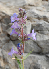 Penstemon marcusii