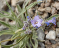 Penstemon marcusii