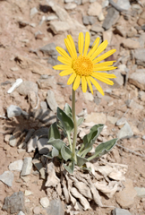 Enceliopsis nudicaulis