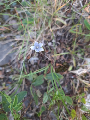 Image of Lomatogonium rotatum by (c) Stella Fish, some rights reserved (CC BY)