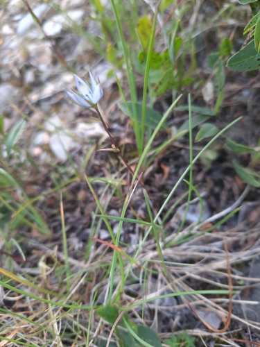 Image of Lomatogonium rotatum by (c) Stella Fish, some rights reserved (CC BY)