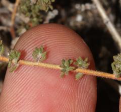 Aspalathus prostrata