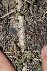 Aspalathus prostrata