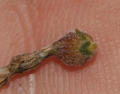 Aspalathus prostrata