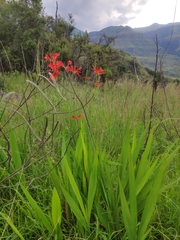 Crocosmia paniculata