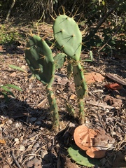 Opuntia stricta
