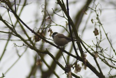 Poecile palustris