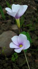 Oxalis eckloniana