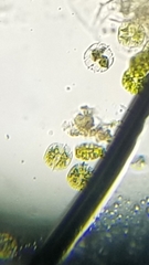 Micrasterias truncata