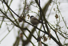 Poecile palustris