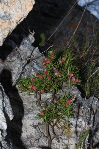 Image of Erica lanuginosa by (c) Brian du Preez, some rights reserved (CC BY-SA)