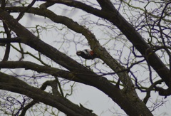 Dendrocopos major