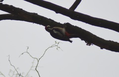 Dendrocopos major