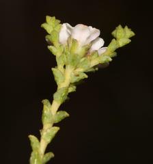 Euchaetis burchellii