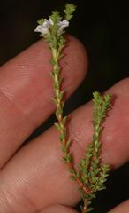 Euchaetis burchellii