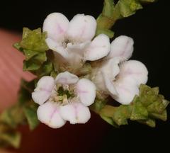 Euchaetis burchellii