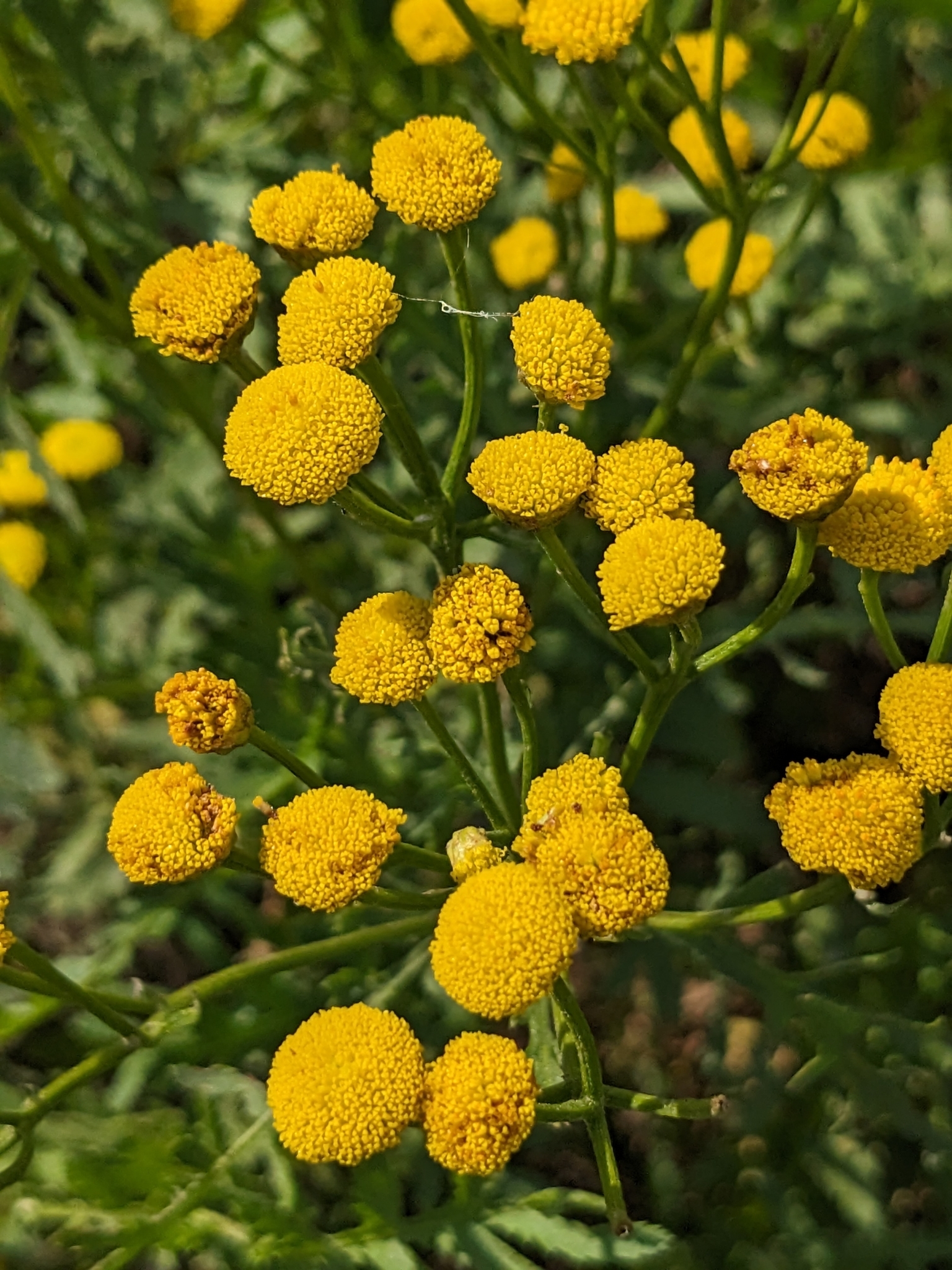 Many yellow tansy flowers, pictured from above
