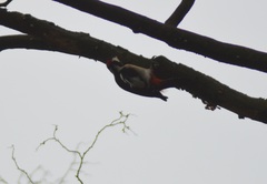Dendrocopos major