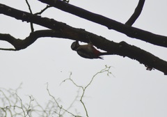 Dendrocopos major