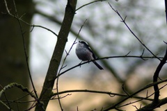 Aegithalos caudatus