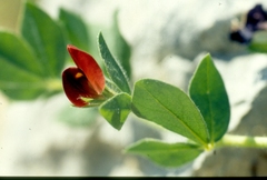 Lotus tetragonolobus