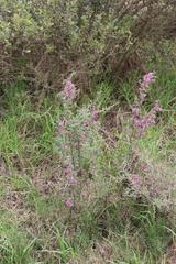 Indigofera nigromontana