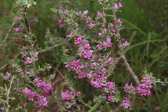 Indigofera nigromontana