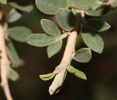 Indigofera nigromontana