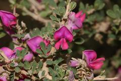 Indigofera nigromontana