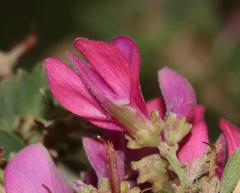 Indigofera nigromontana