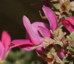 Indigofera nigromontana