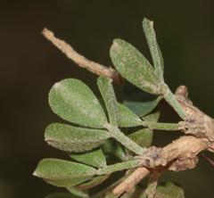 Indigofera nigromontana