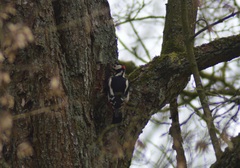 Dendrocopos major