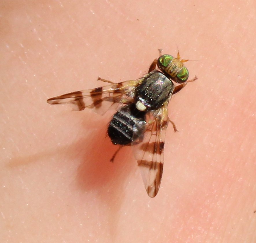 Western Cherry Fruit Fly