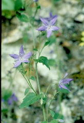 Campanula garganica cephallenica