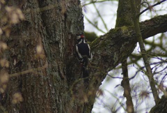 Dendrocopos major