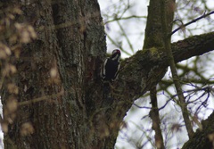 Dendrocopos major