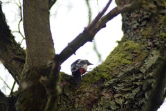 Dendrocopos major