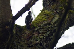 Dendrocopos major