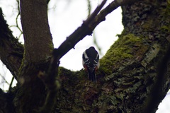 Dendrocopos major