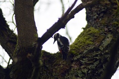 Dendrocopos major