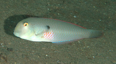 Fivefinger Wrasse photo 4