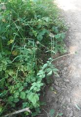 Geum urbanum