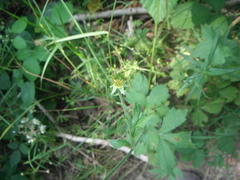 Geum urbanum