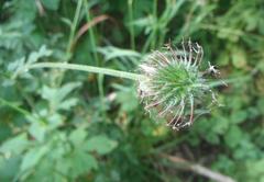 Geum urbanum