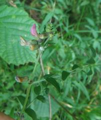 Vicia sepium
