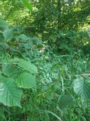 Vicia sepium
